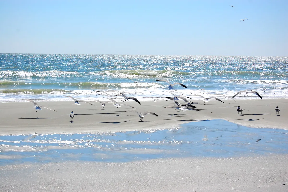 A serene stretch of sunlit shoreline with foamy waves crashing, flocks of seagulls circling overhead, and the water glistening beneath a bright sky. The expansive view conveys natural beauty and tranquility.